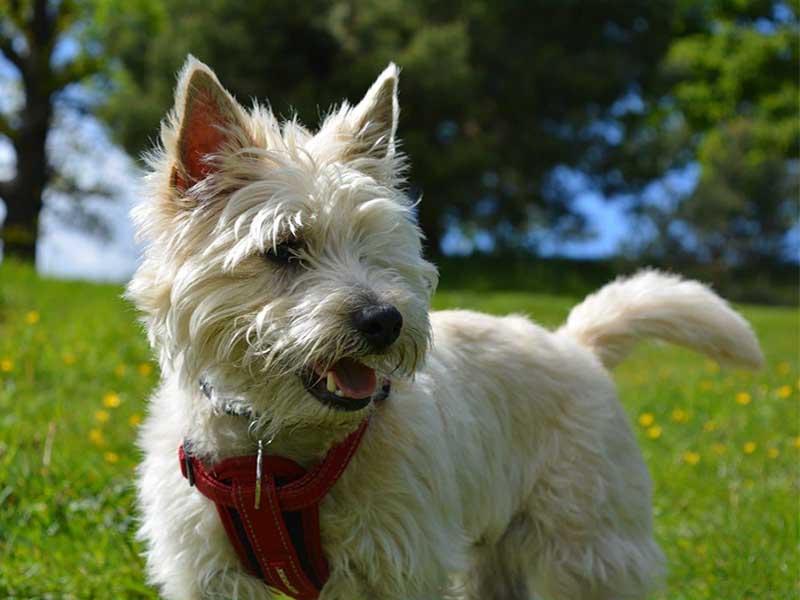 All you need to know about cairn terrier | Small breed dog information 